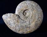 Harpoceras cf. nitescens STOLZ 1911 - Bild © FossNet FossilienStore